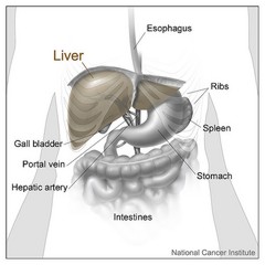 Illustration of the liver with surrounding anatomical areas depicted